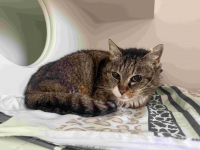 thumb_Fundkatze 01.04. thumb_Fundkatze 01.04.